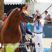 Photos Day Two Menton 2018 Colts and Stallions