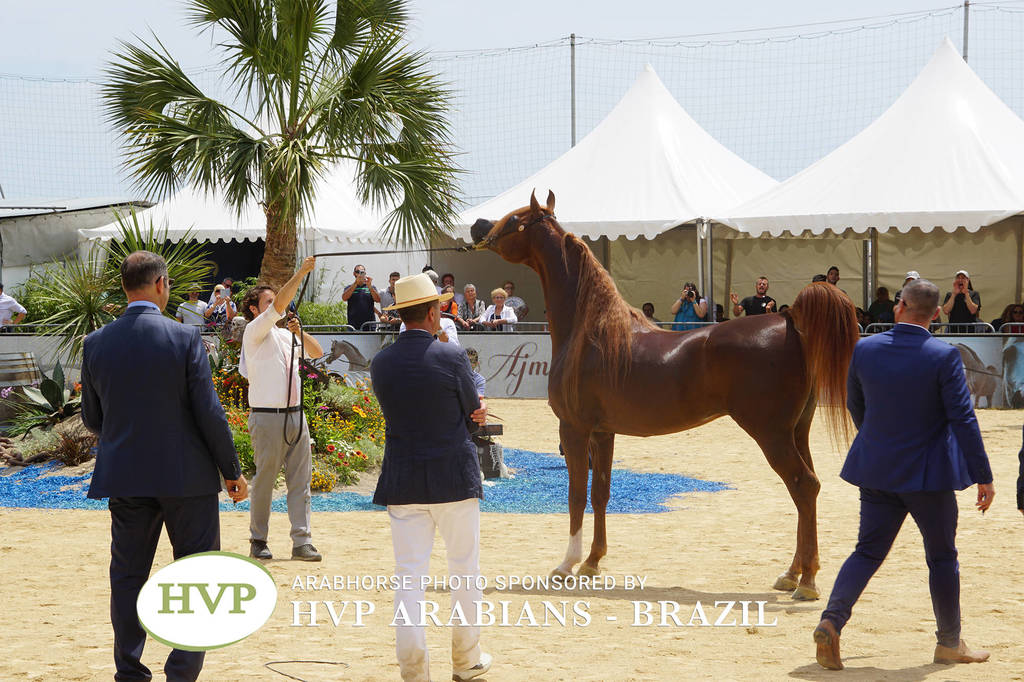 Photos Day Two Menton 2018 Colts and Stallions