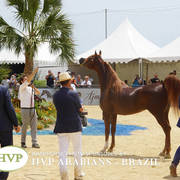 Photos Day Two Menton 2018 Colts and Stallions