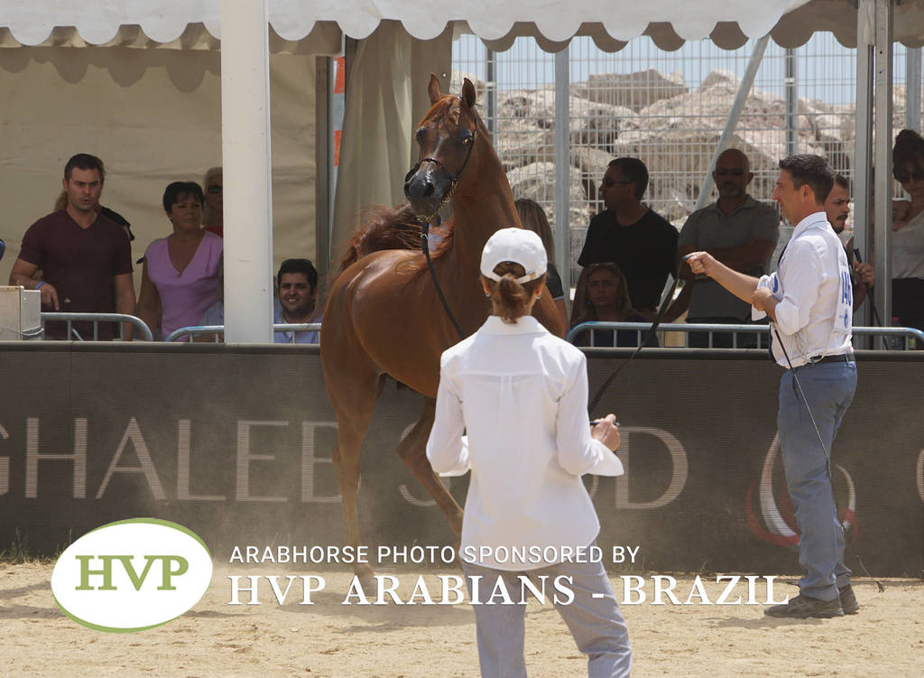 Photos Day Two Menton 2018 Colts and Stallions