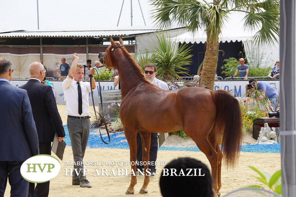 Photos Day Two Menton 2018 Colts and Stallions