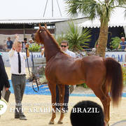 Photos Day Two Menton 2018 Colts and Stallions