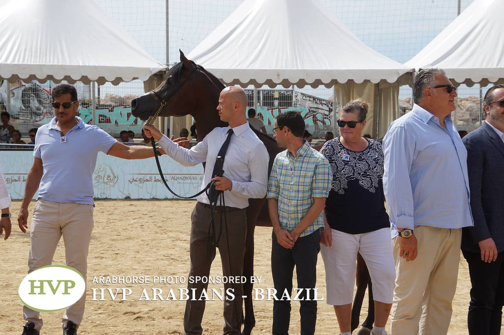 Photos Day Two Menton 2018 Colts and Stallions