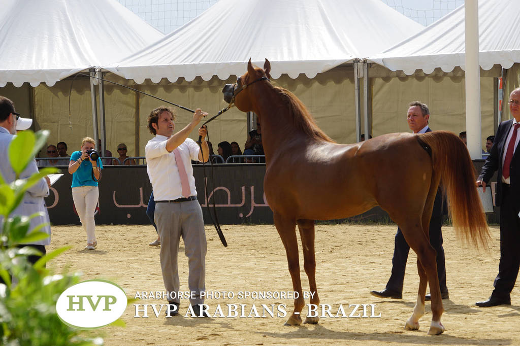 Photos Day Two Menton 2018 Colts and Stallions