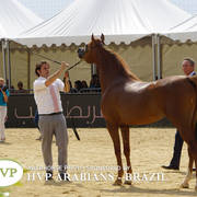 Photos Day Two Menton 2018 Colts and Stallions