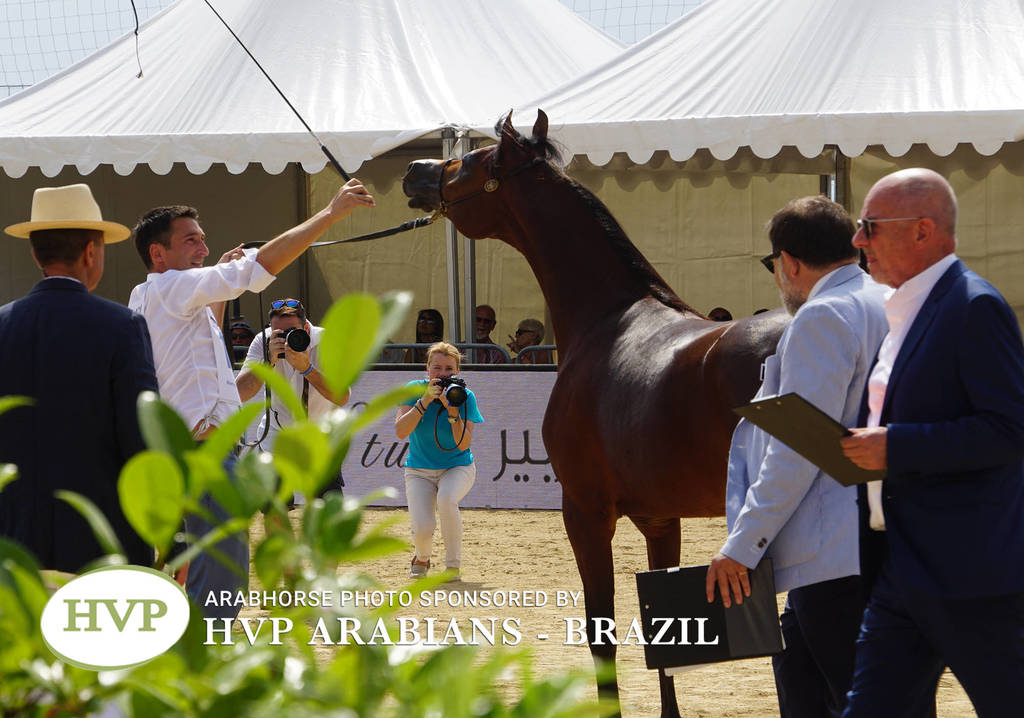 Photos Day Two Menton 2018 Colts and Stallions