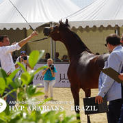 Photos Day Two Menton 2018 Colts and Stallions