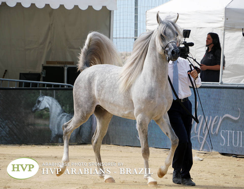 Photos Day Two Menton 2018 Colts and Stallions
