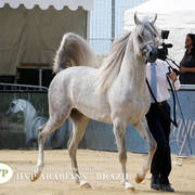 Photos Day Two Menton 2018 Colts and Stallions