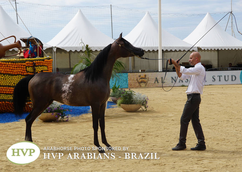 Photos Day Two Menton 2018 Colts and Stallions