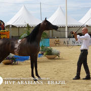 Photos Day Two Menton 2018 Colts and Stallions