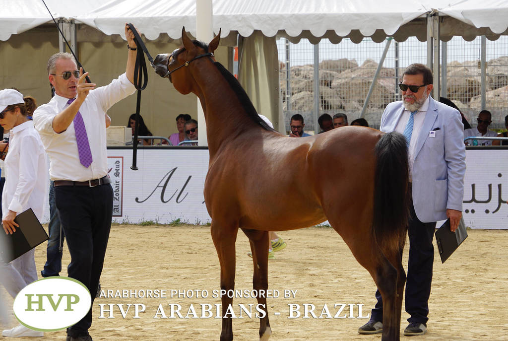 Photos Day Two Menton 2018 Colts and Stallions