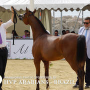 Photos Day Two Menton 2018 Colts and Stallions