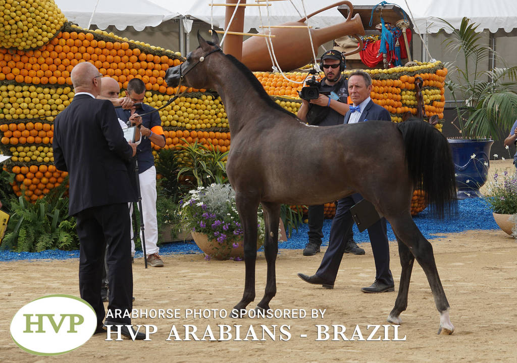 Photos Day Two Menton 2018 Colts and Stallions