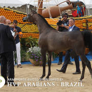 Photos Day Two Menton 2018 Colts and Stallions