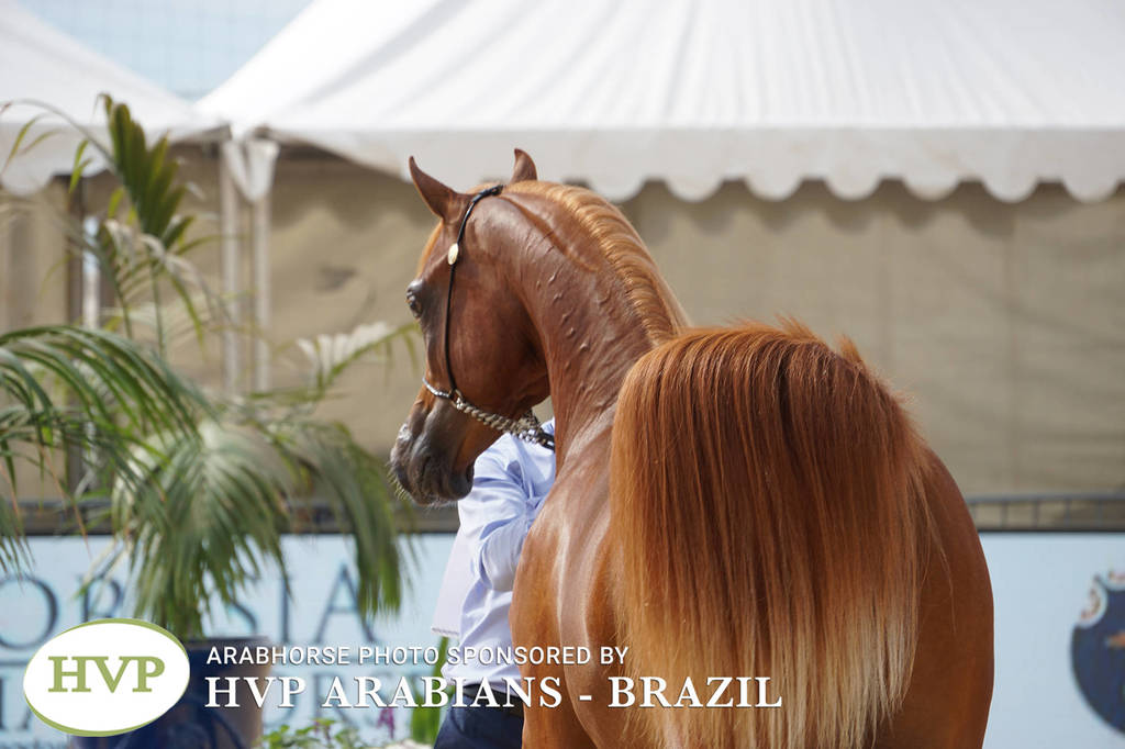 Photos Day Two Menton 2018 Colts and Stallions