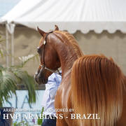 Photos Day Two Menton 2018 Colts and Stallions