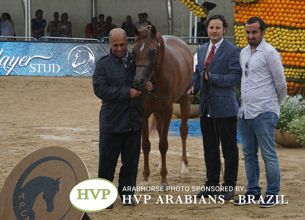 2018 Championship Photos Menton Arabian Horse Show 