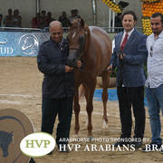 2018 Championship Photos Menton Arabian Horse Show 