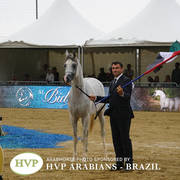 2018 Championship Photos Menton Arabian Horse Show 