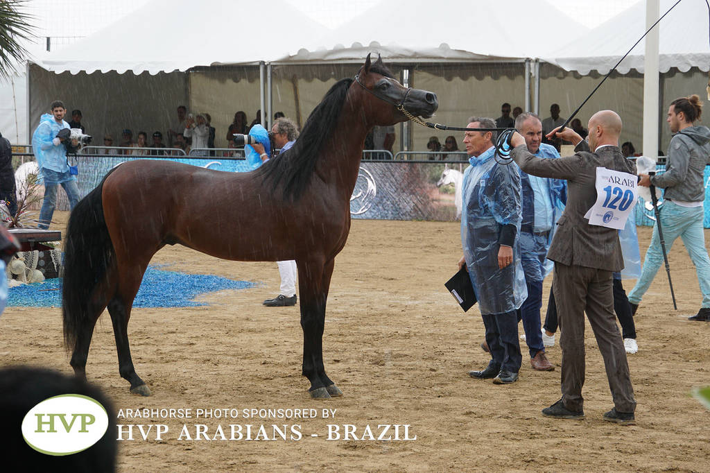 2018 Championship Photos Menton Arabian Horse Show 