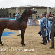 2018 Championship Photos Menton Arabian Horse Show 