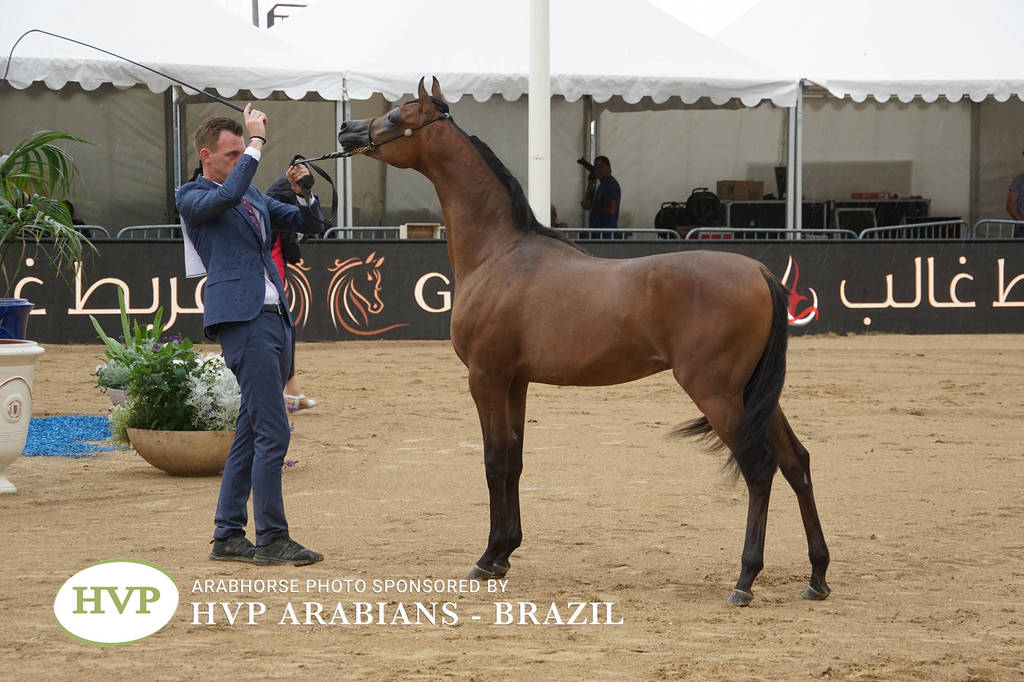 2018 Championship Photos Menton Arabian Horse Show 