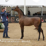 2018 Championship Photos Menton Arabian Horse Show 