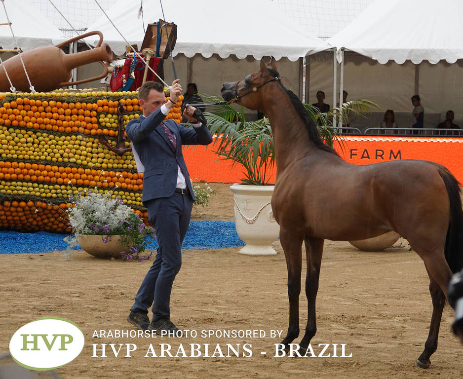 2018 Championship Photos Menton Arabian Horse Show 