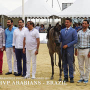 2018 Championship Photos Menton Arabian Horse Show 