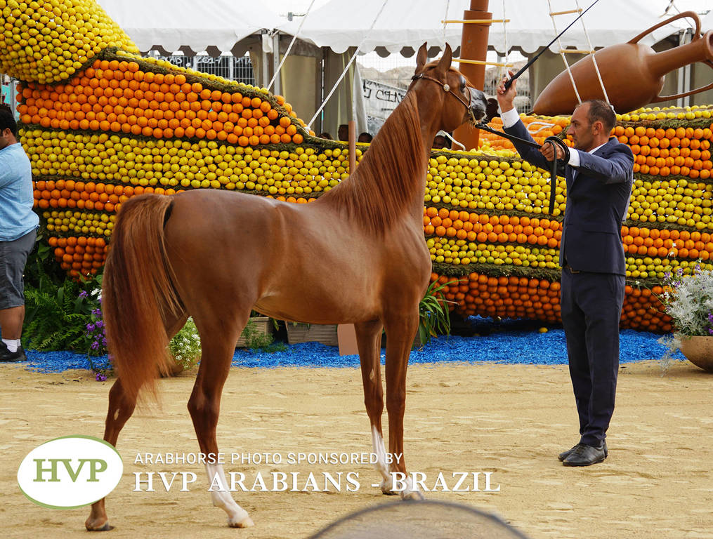 2018 Championship Photos Menton Arabian Horse Show 