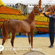 2018 Championship Photos Menton Arabian Horse Show 