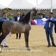 2018 Championship Photos Menton Arabian Horse Show 