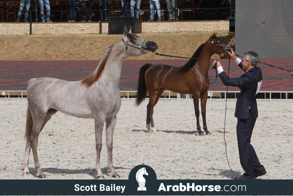 The 2018 Brazilian National Horse Show