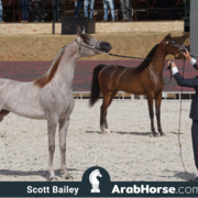 The 2018 Brazilian National Horse Show