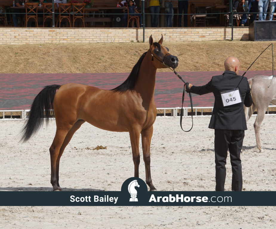 The 2018 Brazilian National Horse Show