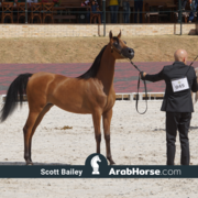 The 2018 Brazilian National Horse Show