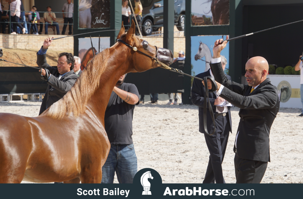 The 2018 Brazilian National Horse Show