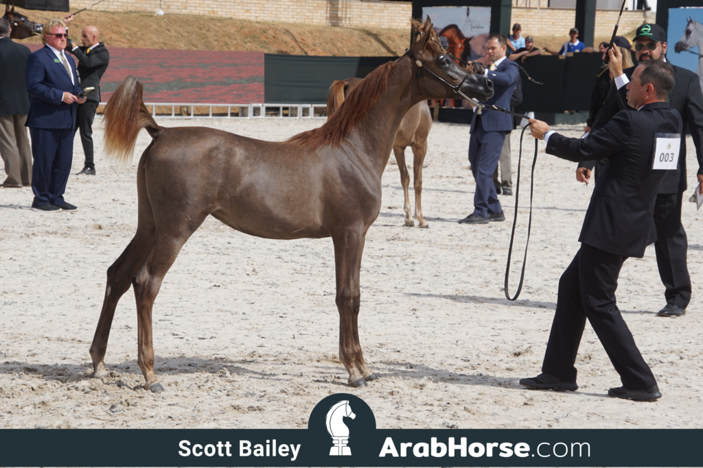 The 2018 Brazilian National Horse Show