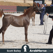 The 2018 Brazilian National Horse Show