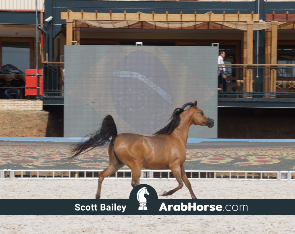 The 2018 Brazilian National Horse Show