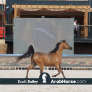 The 2018 Brazilian National Horse Show