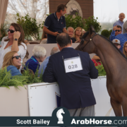 The 2018 Brazilian National Horse Show