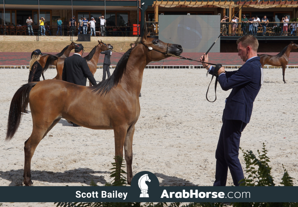 The 2018 Brazilian National Horse Show