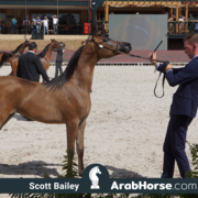 The 2018 Brazilian National Horse Show
