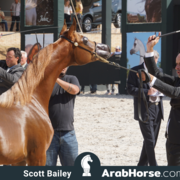 The 2018 Brazilian National Horse Show
