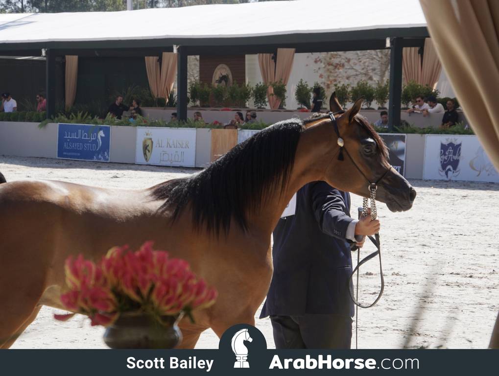 The 2018 Brazilian National Horse Show