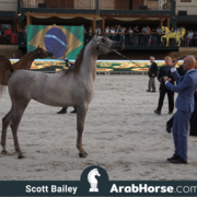 The 2018 Brazilian National Horse Show