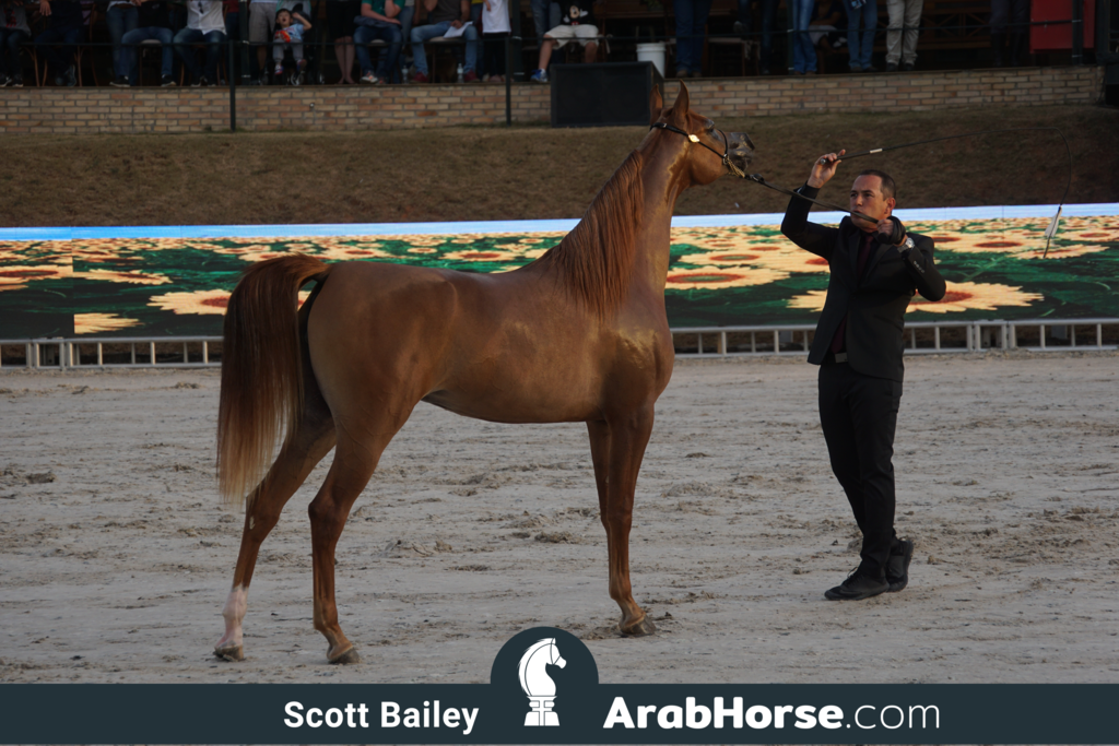 The 2018 Brazilian National Horse Show