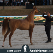 The 2018 Brazilian National Horse Show